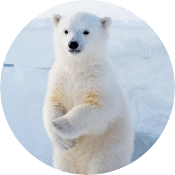 🐻‍❄
